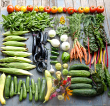 Healthy, Organic Veggies