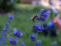 Bee & Lavender