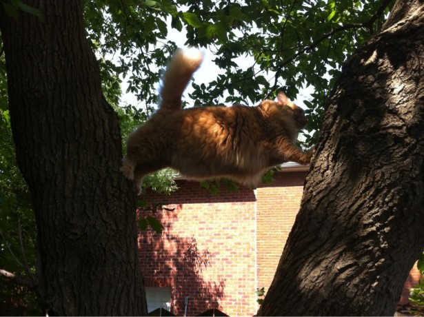 Silly kitty...